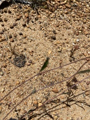 Xanthosia