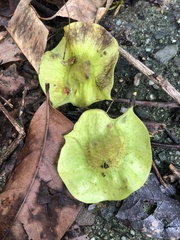 Pterocarpus vidalianus