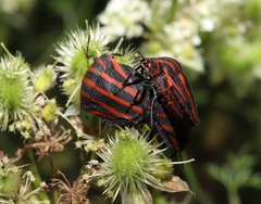 Graphosoma rubrolineatum