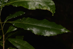 Schizomeria ovata