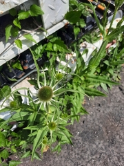 Dipsacus fullonum