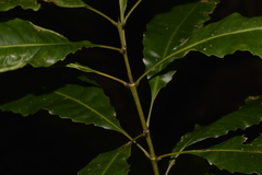 Schizomeria ovata