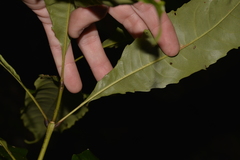 Schizomeria ovata