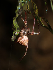 Australomimetus sennio