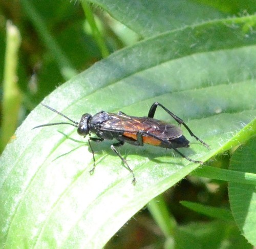 Mouche-à-scie noire, avec le milieu du ventre fauve