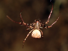 Australomimetus sennio