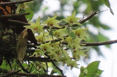 Dendrobium catenatum