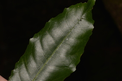 Schizomeria ovata