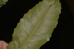 Schizomeria ovata