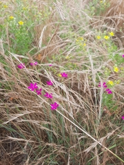 Dianthus deltoides