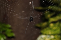 Cyclosa argenteoalba