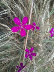 Dianthus deltoides