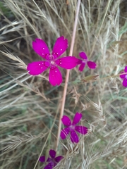 Dianthus deltoides
