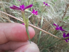 Dianthus deltoides