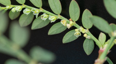 Phyllanthus debilis