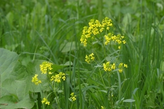 Barbarea vulgaris