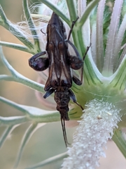 Oedemera basalis