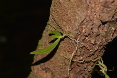 Sarcochilus falcatus