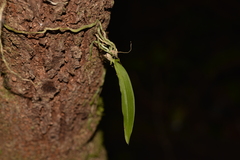 Sarcochilus falcatus