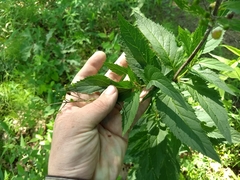 Scrophularia lanceolata