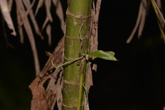 Sarcochilus falcatus