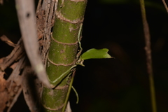 Sarcochilus falcatus