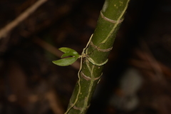 Sarcochilus falcatus