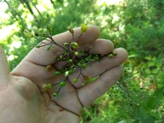 Scrophularia lanceolata