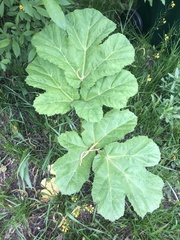 Heracleum sosnowskyi