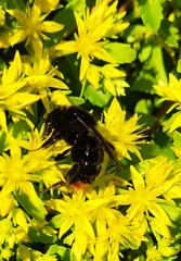 Bombus rupestris