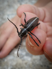 Dorcadion quadrimaculatum