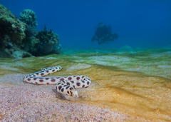 Myrichthys maculosus