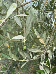 Olea europaea