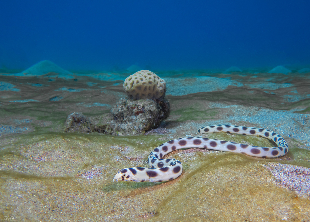Tijger-slangaal (Myrichthys maculosus) — Ophichthidae