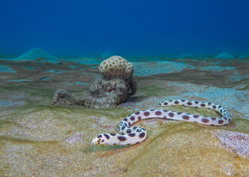 Ocellate snake eel (Myrichthys maculosus) — Ophichthidae
