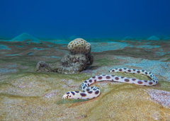 Myrichthys maculosus