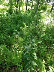 Scrophularia lanceolata