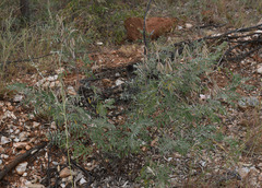 Indigofera pratensis