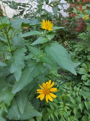 Heliopsis helianthoides