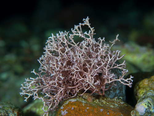 Ganonema farinosum observed 2021-03-21