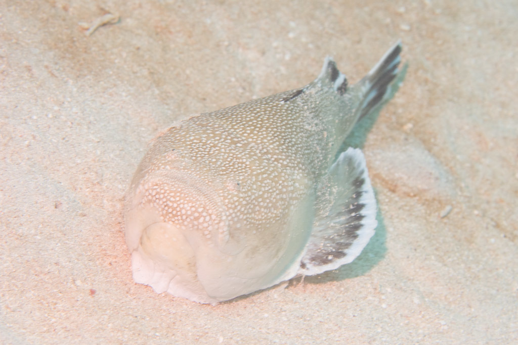 Astroscopus