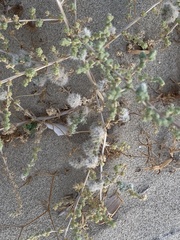 Caroxylon imbricatum