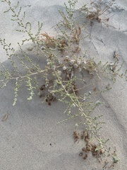 Caroxylon imbricatum