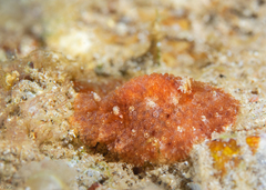 Carminodoris
