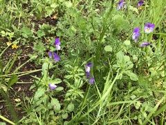 Viola tricolor