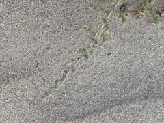 Caroxylon imbricatum