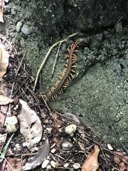 Scolopendra mutilans