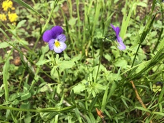 Viola tricolor