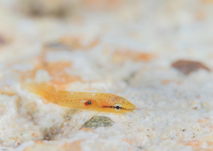 Lepadichthys lineatus