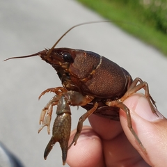 Procambarus alleni